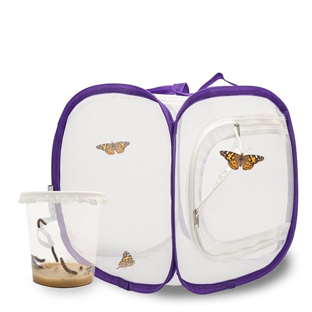LEPITERRA Juego de cría de mariposas para niños/adultos, ideal para el hogar, garantía de éxito