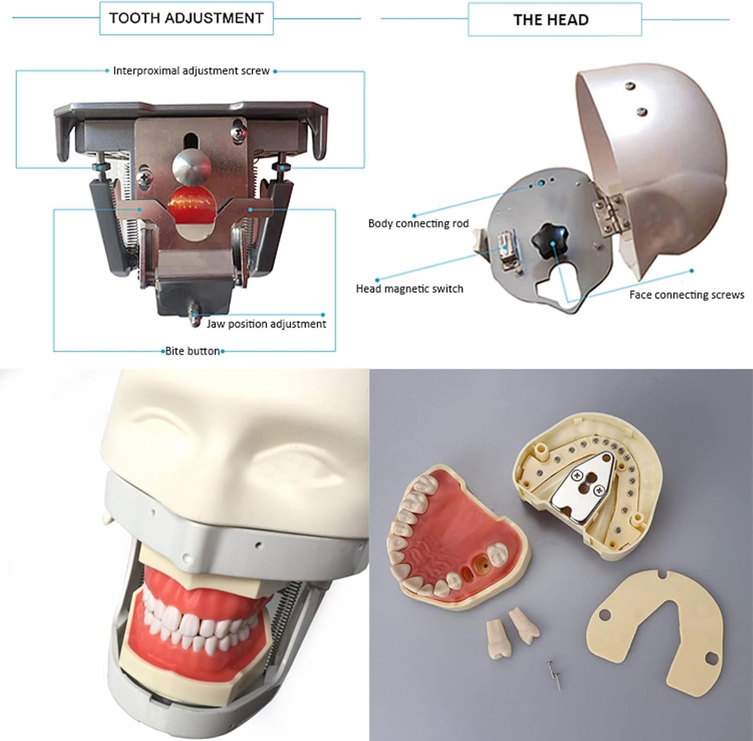 Dental Phantom Head Model, Dental Simor Head Model Puppe Mit Torso Und Herausnehmbaren Zähnen, Dental Teaching Aids Modell Für Einfache Menschliche Nackenbewegung, B