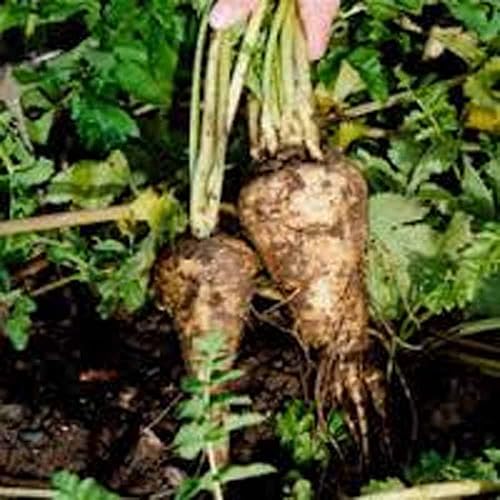 Miniatura 4 de Chirivía, semillas de corona huecas, sin OMG, 100 semillas por paquete, carne blanca dulce tiene buen sabor y se mantiene bien durante el invierno.