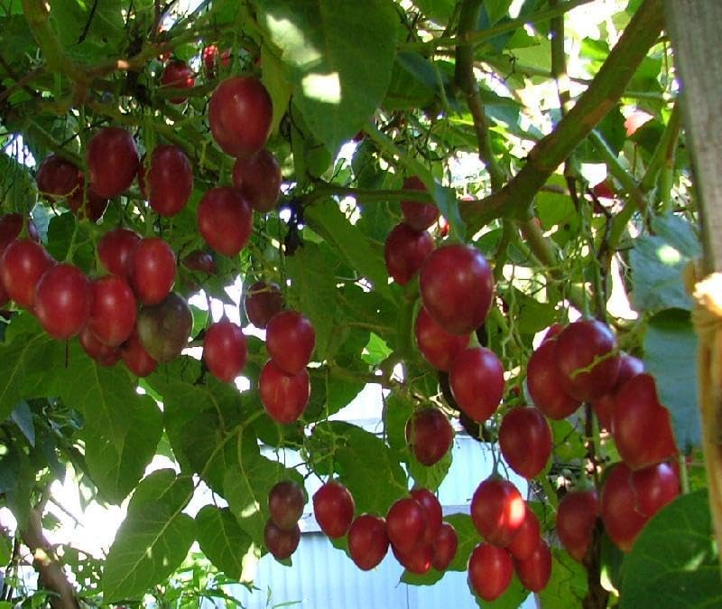 Tamarillo Samen, Baumtomate, Solanum betaceum, Tomatenbaum (100 Samen)