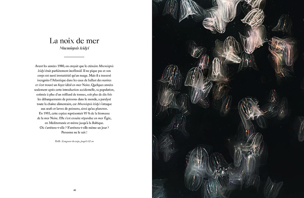 Le Monde étrange et fascinant des Méduses