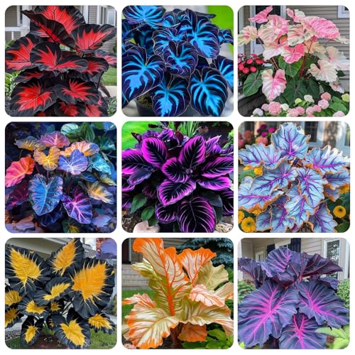 300+USA Premium Caladium Flower Plant Seeds for Palnting Outdoor, Non-GMO Heirloom Ideal for Garden & Indoor Planting