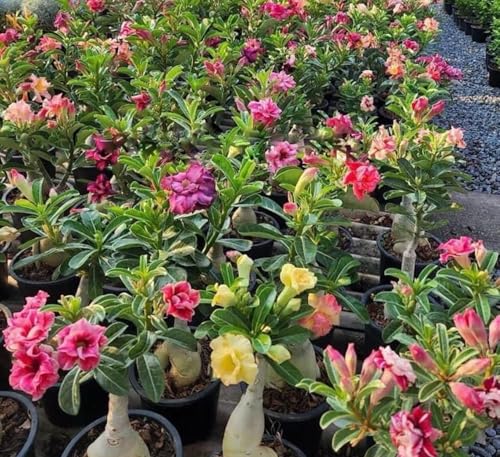 Generic DPEYARO0 Bonsai Adenium Plant, Multicolor, Pack of 10 - Image 3