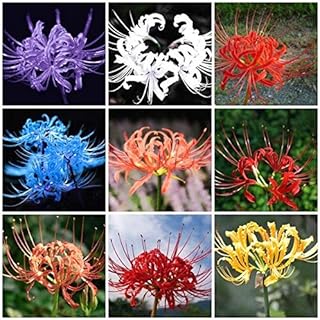 Lycoris Lily/Spider Lily Flower Bulb For Summer Garden pack of 6 bulbs-picture-21