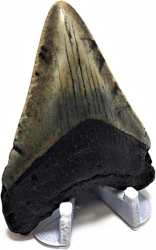 Miniatura 2 de Soporte de exhibición de dientes de tiburón megalodon impreso en 3D, 1-12 de alto con una base de 1-38 pulgadas de ancho x 1-12 de profundidad