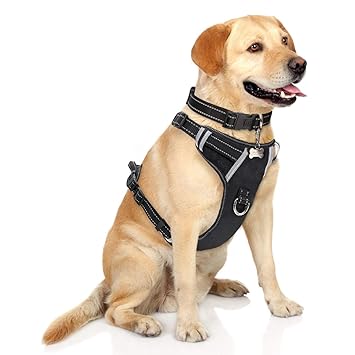 Vest leash Clearance