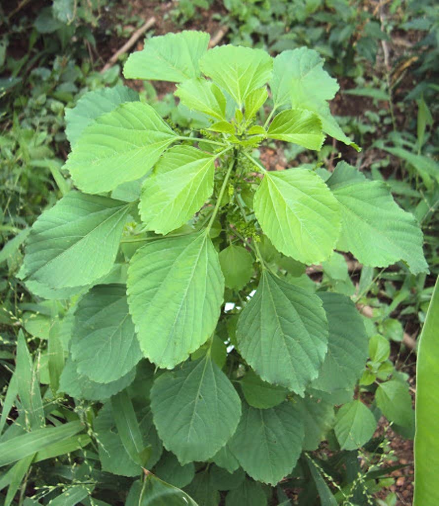 Plantzoin Indian acalypha Kuppi Acalypha indica Nakachana Live Plant (B09BFN1QBY) Amazon Price History, Amazon Price Tracker