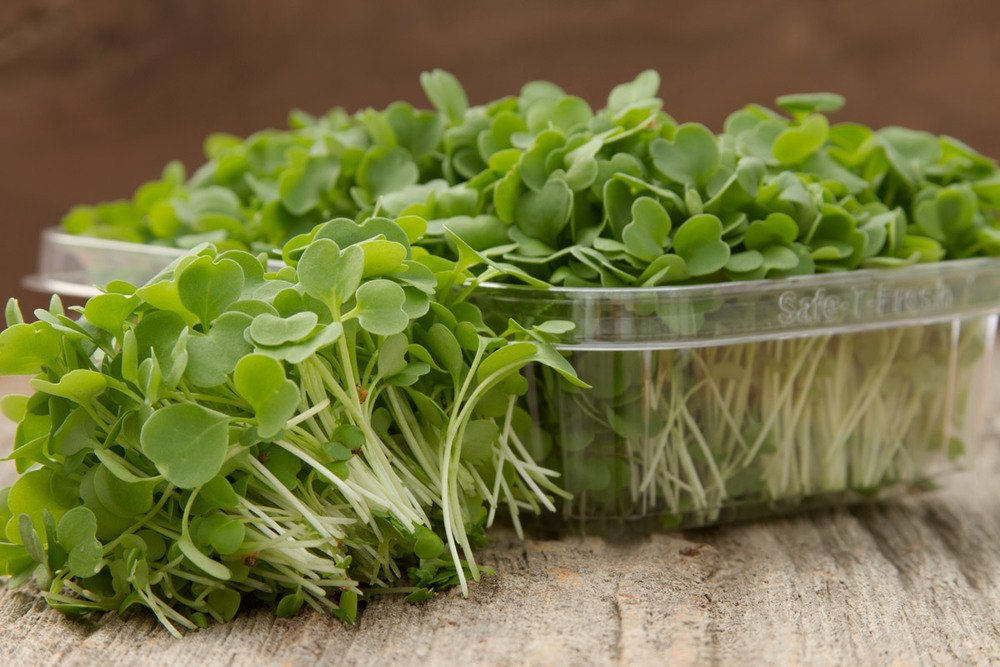 Raunak Seeds Microgreens Arugula Rocket Wild Leaf Variety- Edible Best For Home Garden- 50 Seeds Pack (B071R7QW4Q) Amazon Price History, Amazon Price Tracker