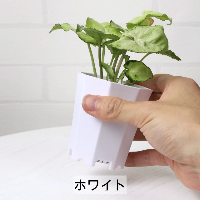 Amazon.co.jp: おしゃれ 植木鉢 2号 ミニ プラ鉢｜BOTANIQLE 八角形