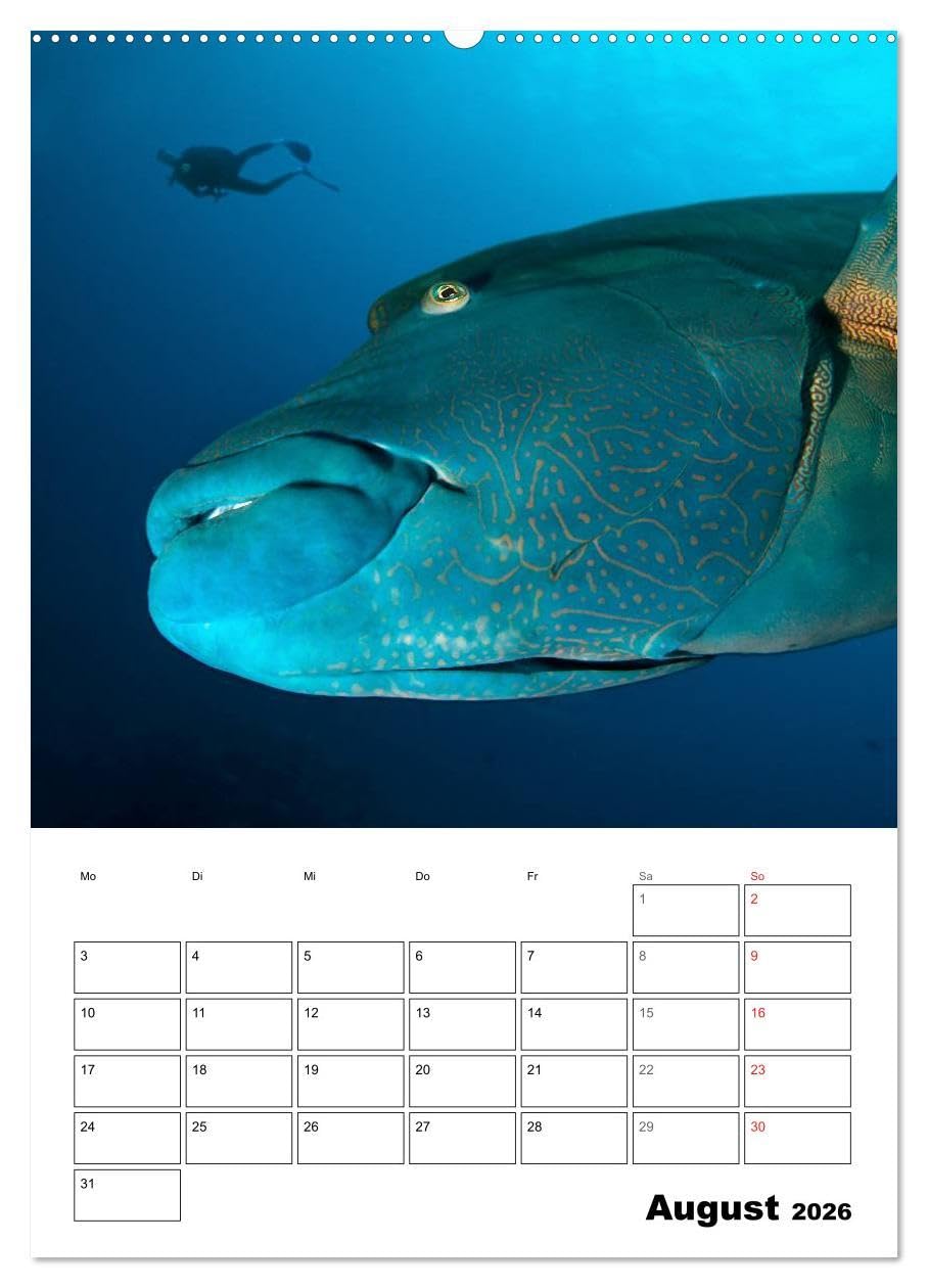 Tauchen - Abtauchen und Staunen (hochwertiger Premium Wandkalender 2026 DIN A2 hoch), Kunstdruck in Hochglanz: Abtauchen in die faszinierende Unterwasserwelt unserer Meere