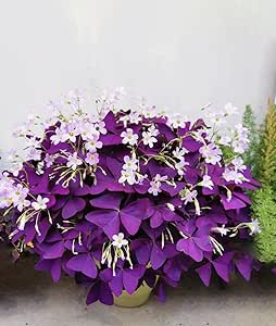 Oxalis Triangularis – Planta Viva De Trébol Orado En Aceta De 4 Pulgadas, Bulbos Perennes Para
