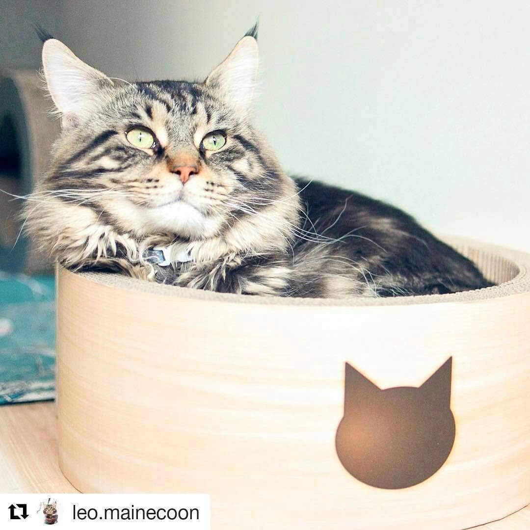 Birch Cardboard Cat-Headed Scratcher Bed with Paw Prints
