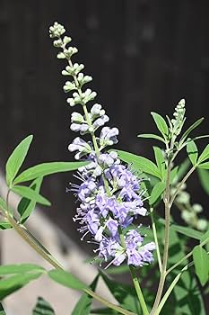 西洋ニンジンボク苗木　52センチ　大小セット 西洋ニンジンボク苗木 52センチ 大小セット