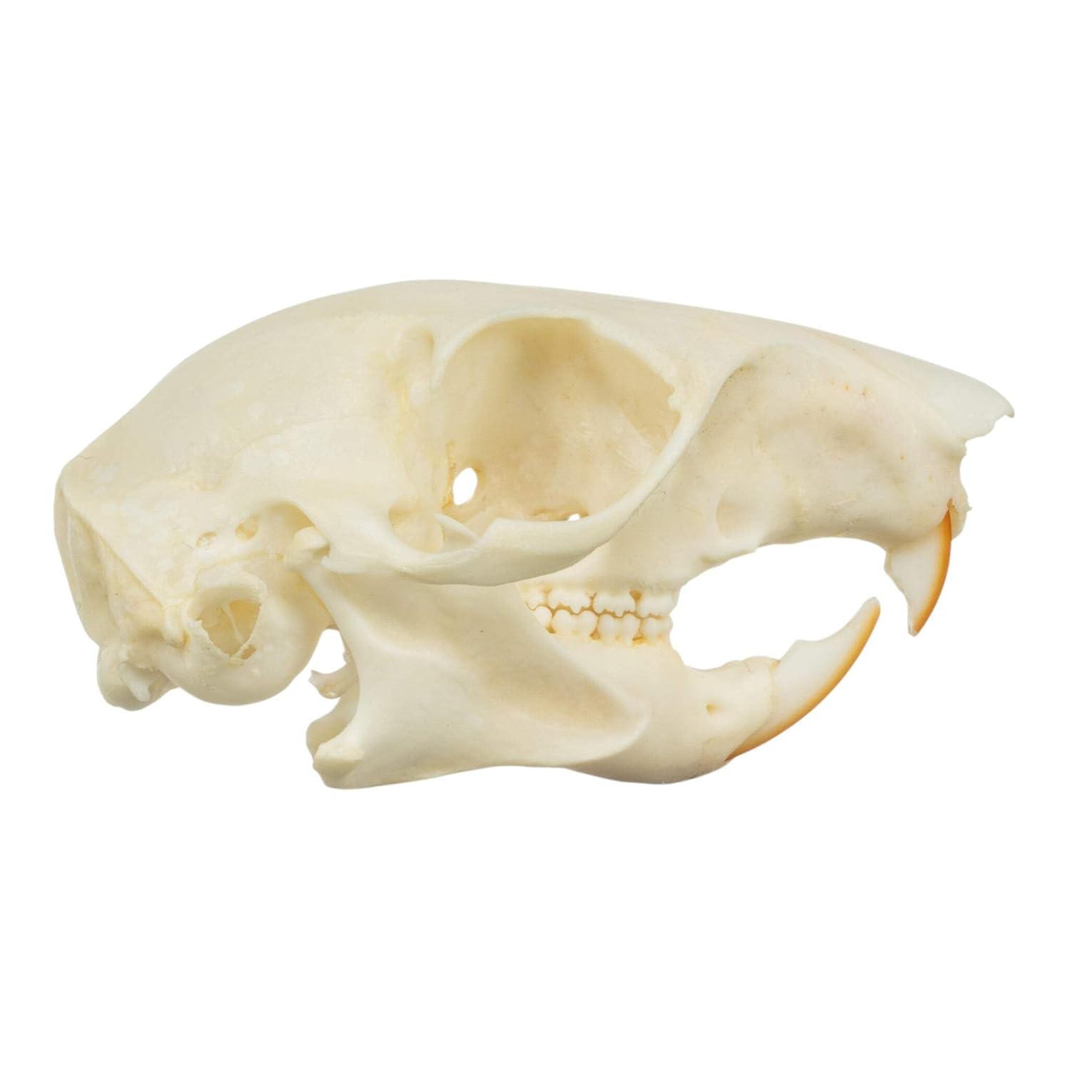 Real Tree Squirrel Skull B Quality