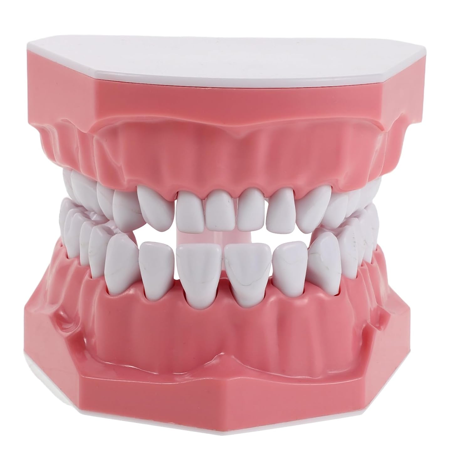 Generic Dental Typodont Teeth Model - Teaching Education Prop for School Demonstration Classroom Study Tooth Cleaning Display Educational Materials