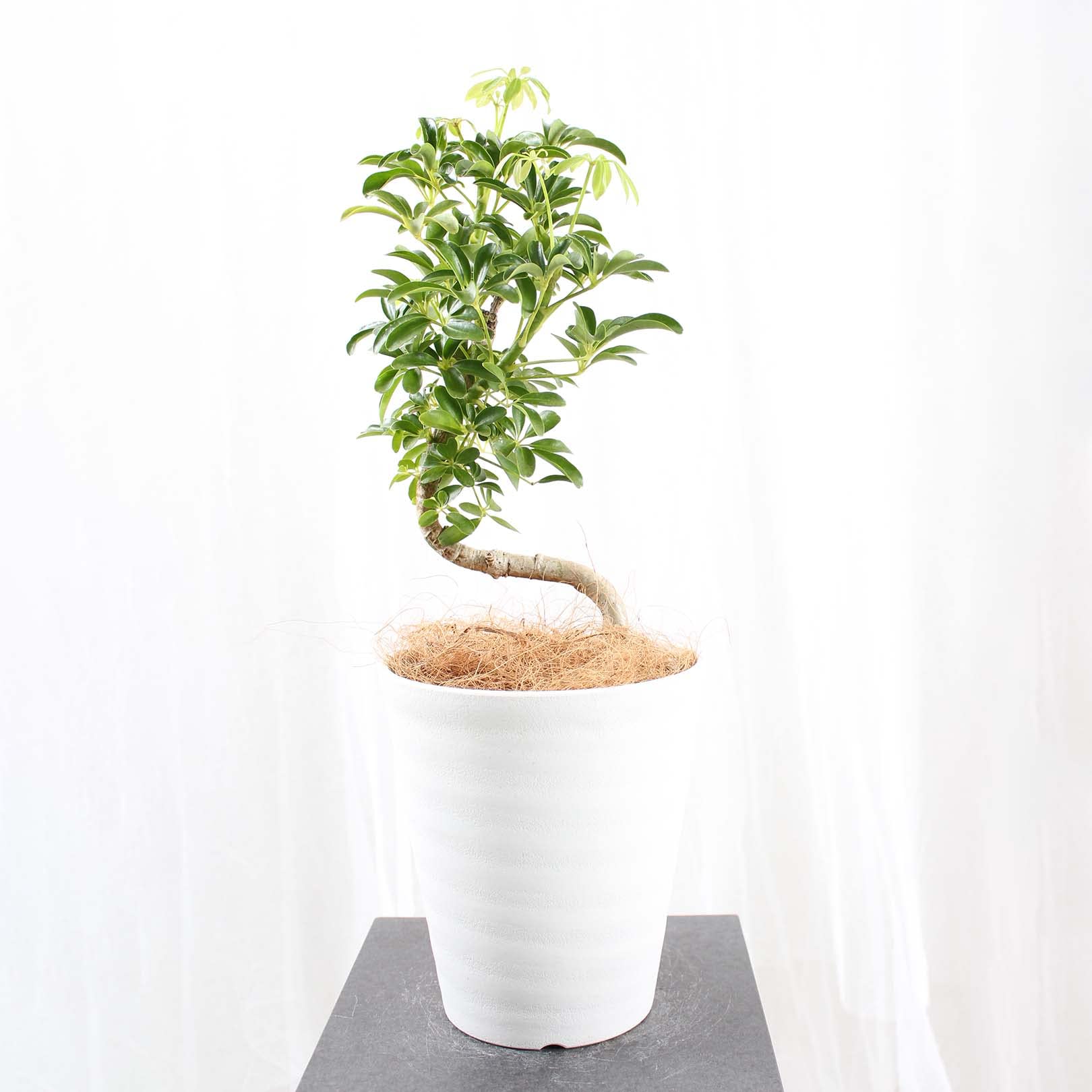 Amazon｜シェフレラ コンパクタ 6号 曲がり 受け皿付 【観葉植物 本物