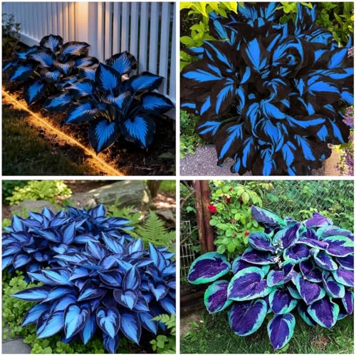 Mixrug Hosta Seeds Blue and Black (300+ Seeds),Hosta Seeds Blue Perennial for Planting Outdoors,Giant Low Maintenance Shade Plants Gardens