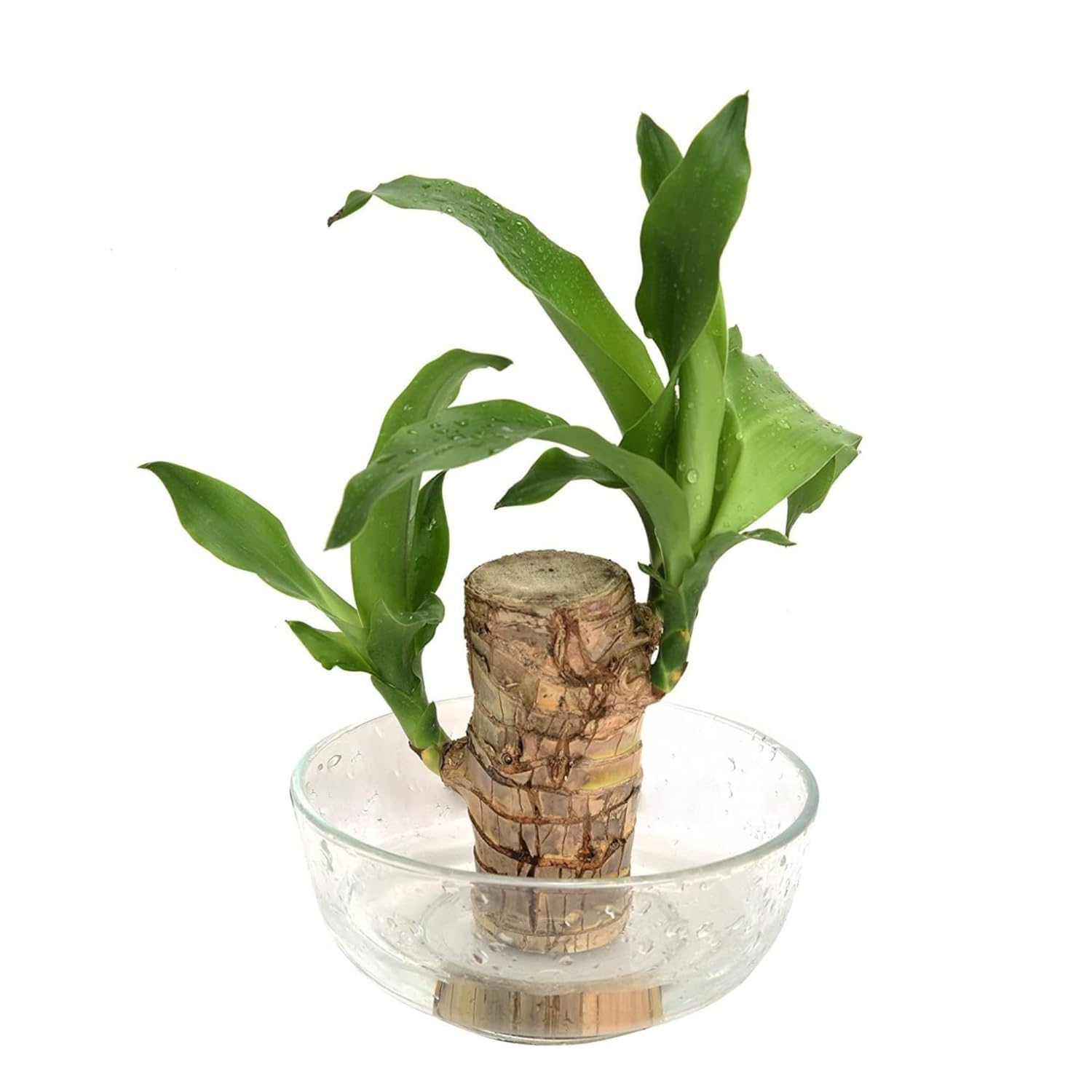 Draceana Warneckii Rooted Indoor Plant Stem for Home Office Decoration Original Brazilian Wood (Pot Not Included) - One Plant (B0DG2R9T6Z) Amazon Price History, Amazon Price Tracker