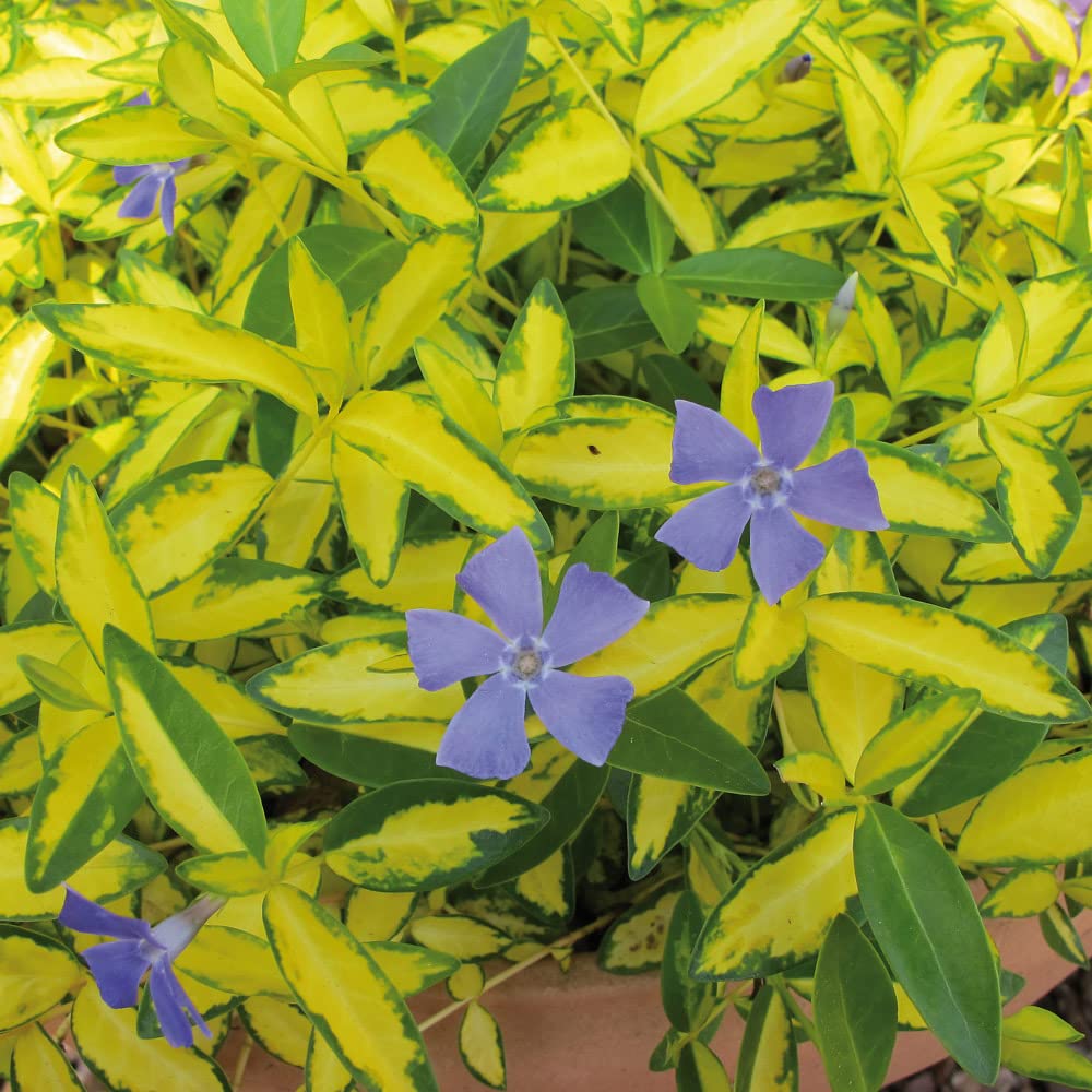 Bedwen Vinca Minor 'Imagine' Plug Plant x5 – Blue Flowering Variegated Perennial Periwinkle for Shade Gardens, Ground Cover & Trailing Over Walls