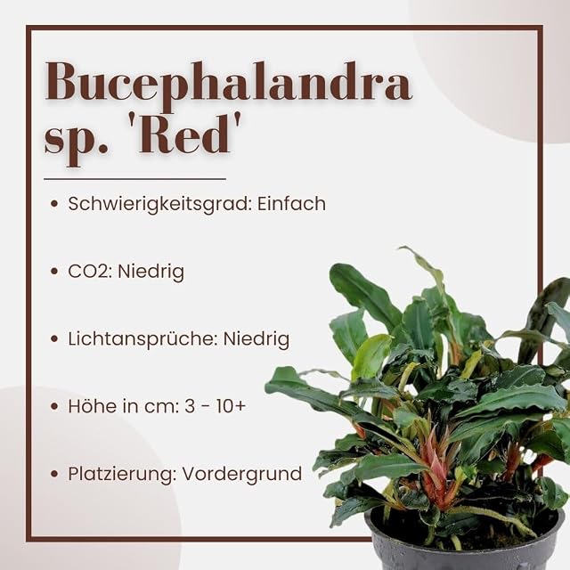 Foto 2 de 6 de AquaOne Planta de acuario Bucephalandra sp. 'Red' I Planta acuática Planta Acuario Rizoma/rizoma totalmente…