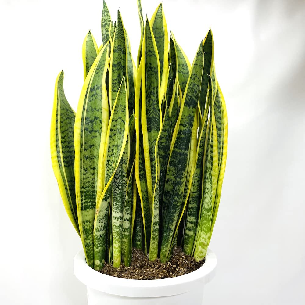 トラノオ】観葉植物