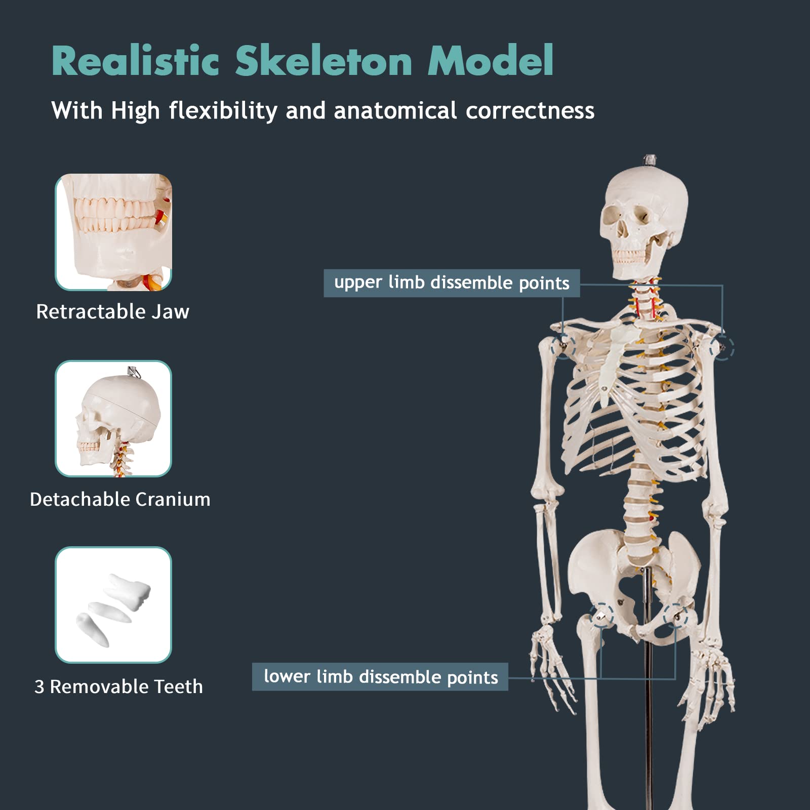 Buy COSTWAY 180cm Life Size Human Skeleton Model, Medical Anatomical
