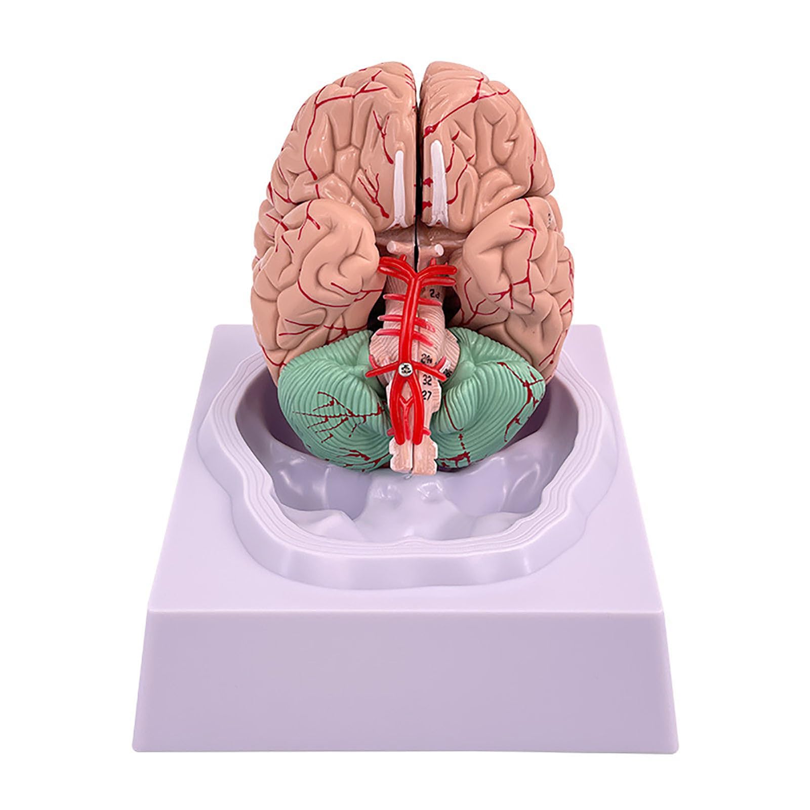 Modèle de cerveau humain anatomique AMITD 8 pièces pour enseignement de la science