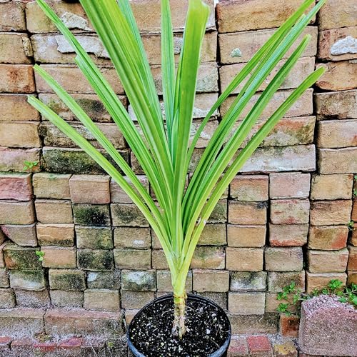 Vanilla Grass (Pandan) in 6-Inch Pot - Pandanus amaryllifolius – Aromatic Tropical Culinary Herb for Cooking & Tea – Live Plant for Home Garden or Patio Vanilla Grass (Pandan) in 6-Inch Pot - Pandanus amaryllifolius – Aromatic Tropical Culinary Herb for Cooking & Tea – Live Plant for Home Garden or Patio