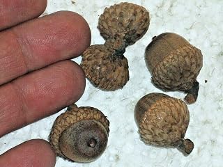 25 Seeds Eastern Black Oak Acorns Quercus Velutina Seeds Non-Hybrid, Open-Pollinated, Suited for Canadian Climate