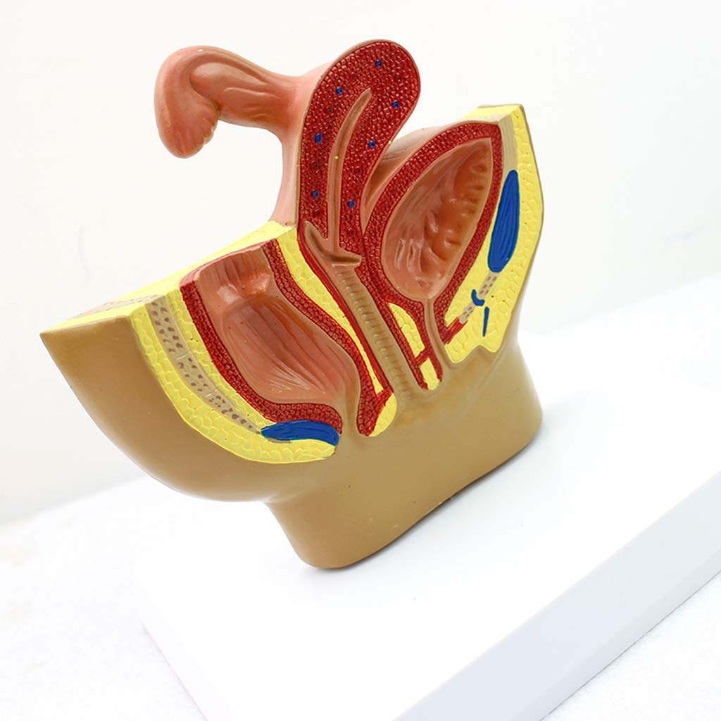 sjdoPulse Female Pelvic Anatomical Model - Median Sagittal Section Gynecological Genitourinary System - Scientific Anatomical Human Model- for Study Display Medical Teaching Model