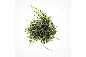 Live Java Moss for Aquarium - Natural Decor for Freshwater Fish Tanks (Golf Ball)