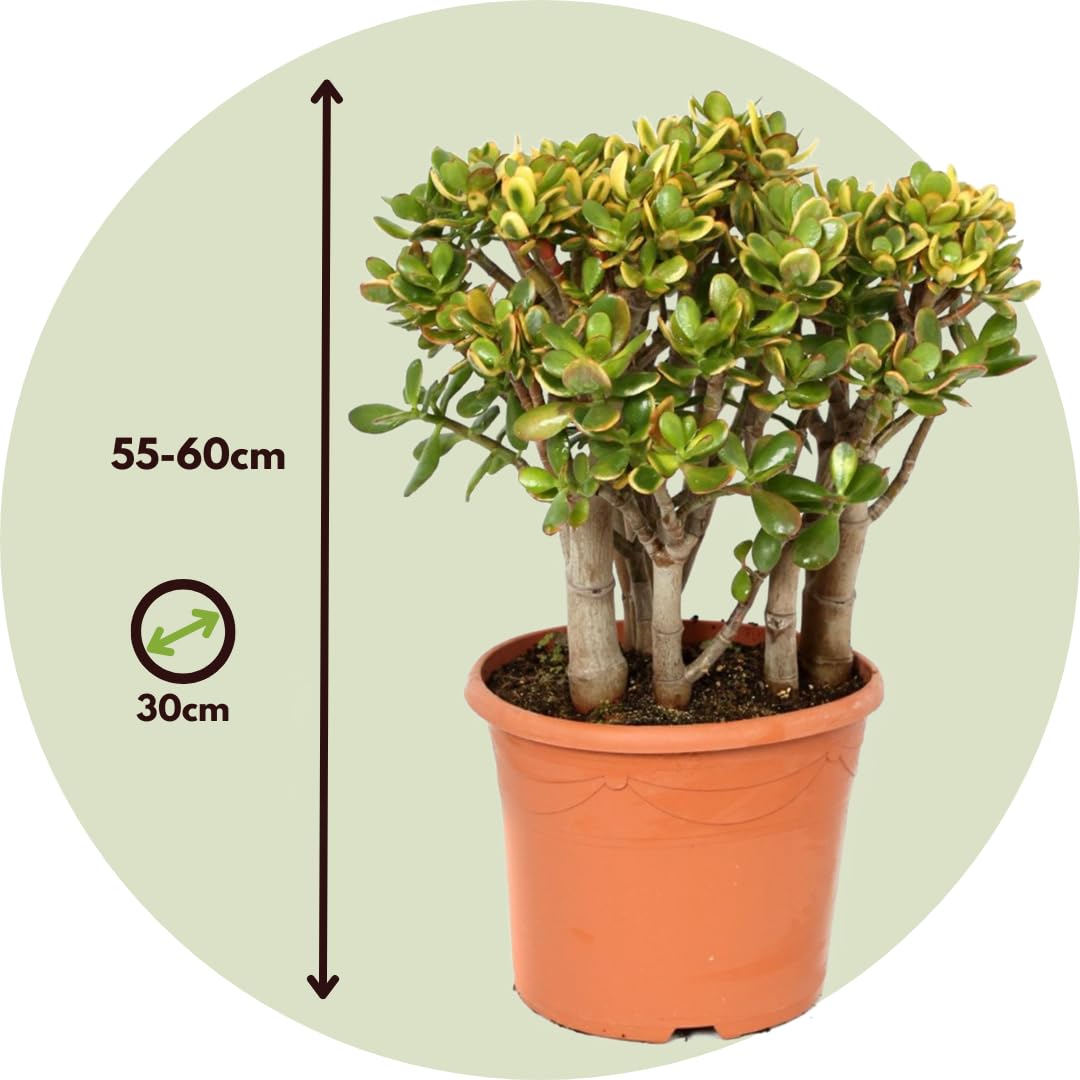 Plant in a Box - Crassula ovata 'Sunset' XL - Zimmerpflanze - Sukkulente - ⌀ 30 cm - Höhe 55-60 cm