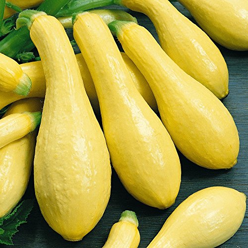 Summer Squash Yellow Early Prolific Straightneck (ILRP) Ct 20+ USA