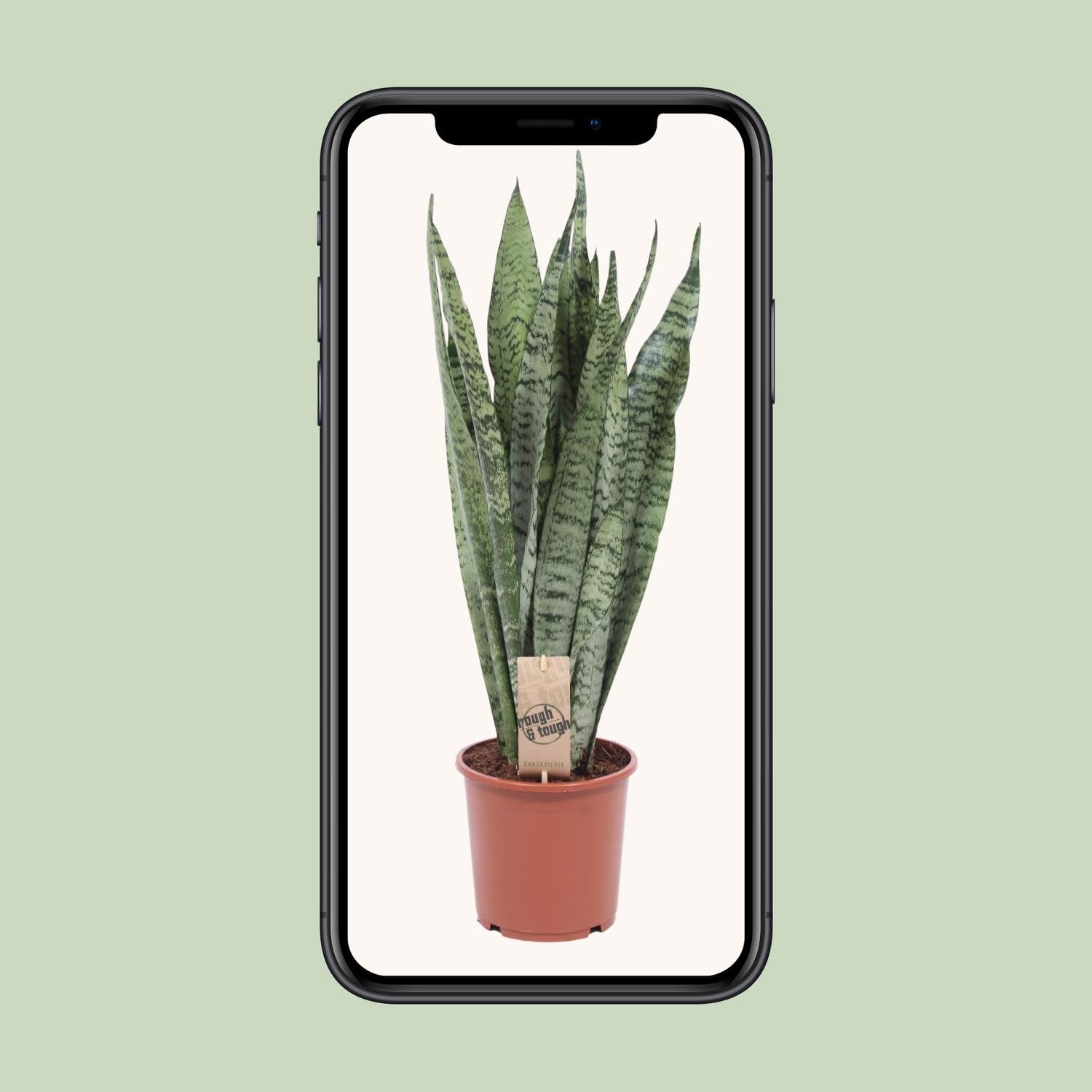 Sansevieria Zeylanica - 50-60cm - Ø17cm - Pianta d'appartamento - Sempreverde - Cactus e piante grasse
