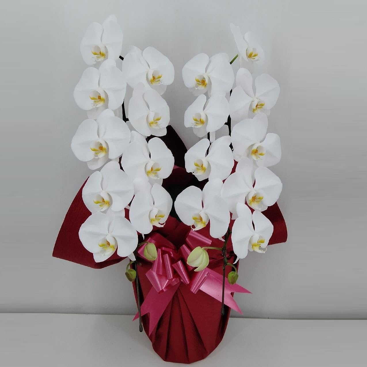 開花株 クリスマスローズ 加藤農園 《12 23》 237 紅白の輝き