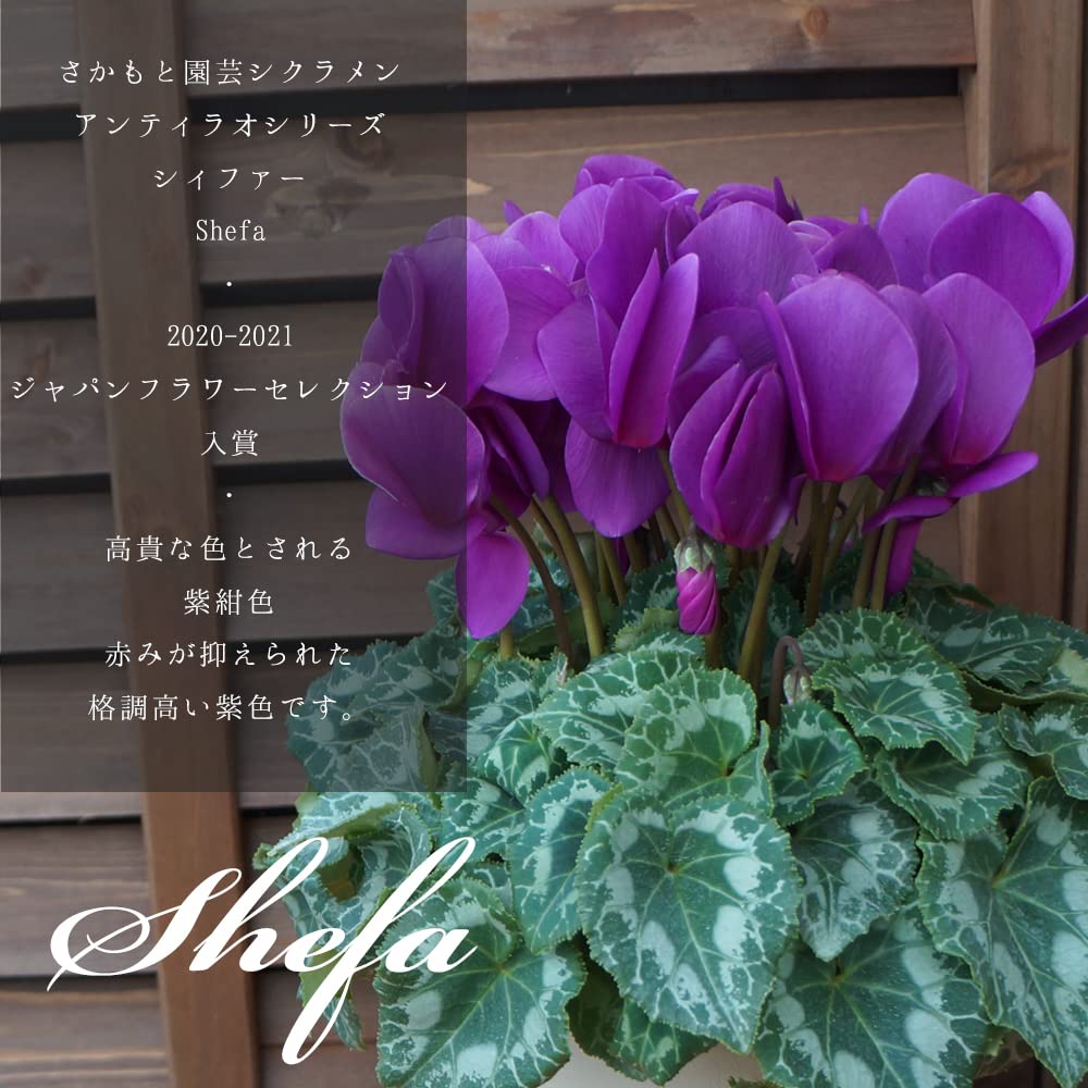 Amazon｜群馬の鉢花ギフト シクラメン アンティラオ シィファー
