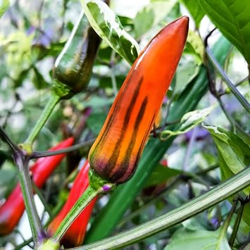 PREMIER SEEDS DIRECT - HOT Chilli Pepper - Jalapeno Tiger 8