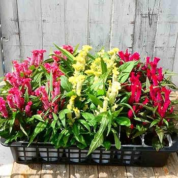 ヴィンテージ新品グリーンゲイト ポピーレッド リバーシブル肉厚ボックスクッション ヴィンテージ新品グリーンゲイト ポピーレッド リバーシブル肉厚