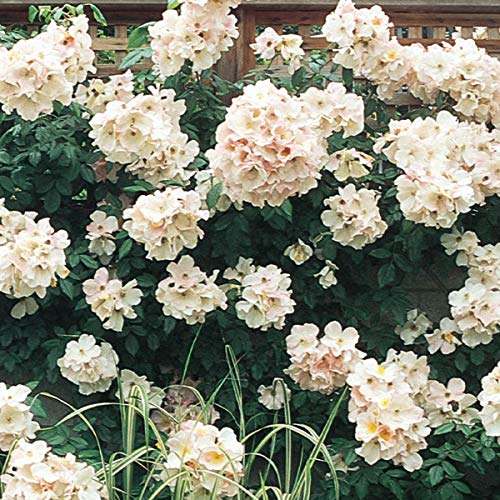 Spring Hill Nurseries - Sally Holmes Climbing Rose, Live Bareroot Plant with White
