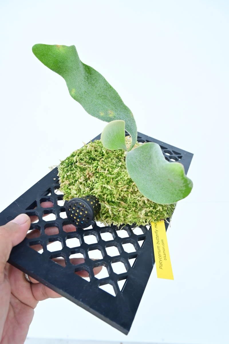 Amazon.co.jp: P.butterfly moon @bikamori.com バタフライムーン