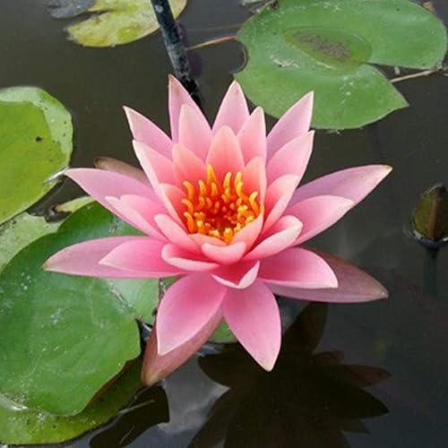 Miniatura 2 de Colorado Pink Hardy Water Lily Rhizome Live Aquarium Pond Plant BUY2GET1FREE