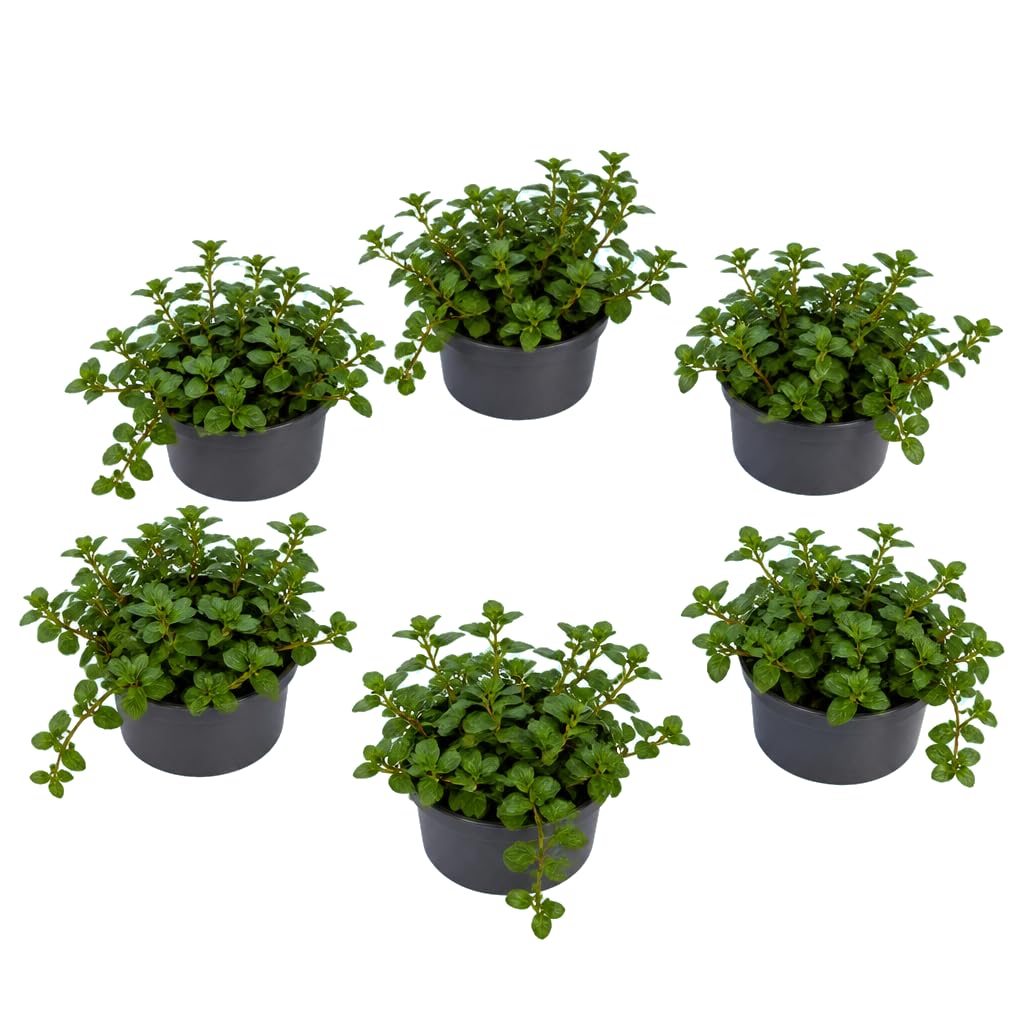 Lote de 6 Plantas Mentha Piperita Menta Piperita | DECOALIVE | 25-30 cm de Altura | para Espacios Pequeños