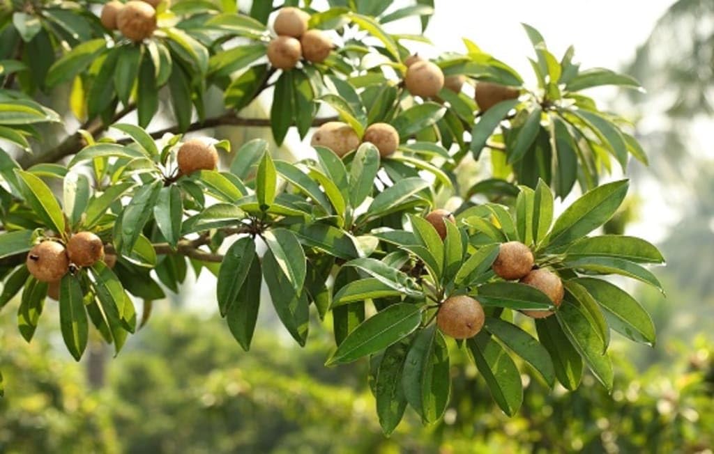 chiku Fruit Tree Live Plant, Manilkara Zapota | Tropical Fruit Tree, Outdoor Garden Plant, Chikoo Variety, Natural Growth, Lush Foliage-image-24