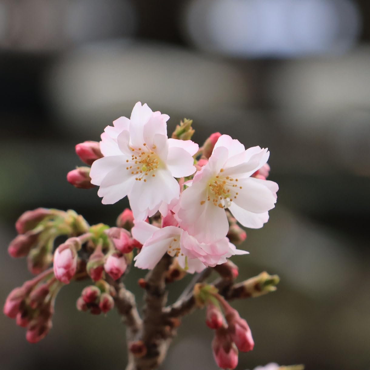 Amazon.co.jp: 遊恵盆栽 苗：苗：十月桜 5号プラ鉢 * ジュウガツザクラ