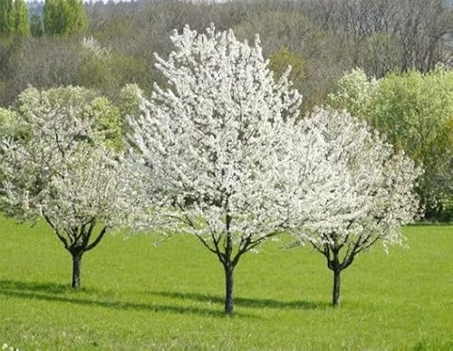 Plant Nursery Charlotte Nc - The Plant Firm