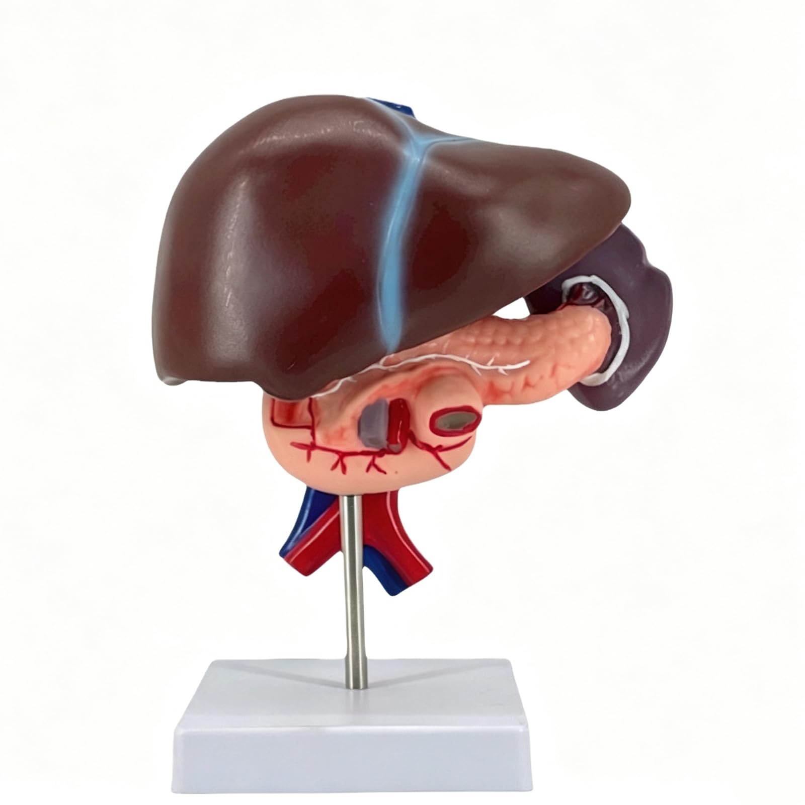 Model anatomiczny człowieka: wątroba, trzustka i dwunastnica (17 cm/6,7