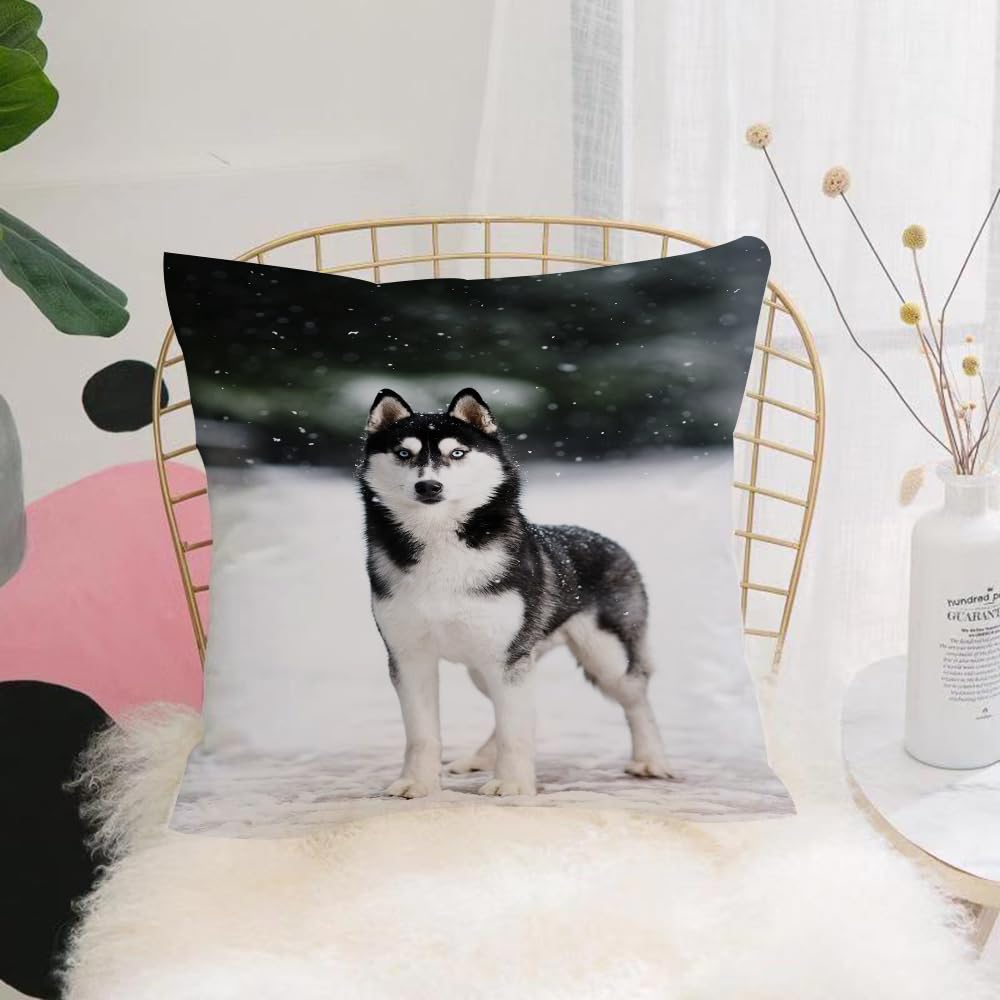 Hyosxw Portrait Black And White Siberian Husky Stan - A5 Cushion Cover,Throw Pillow Case Home Decorative For Living Room Bedroom Sofa Chair 18X18 Inch,Portrait Black And White Siberian Husky Standing Against The Blue Snow. Dogs On,Pillowcase 45X45cm