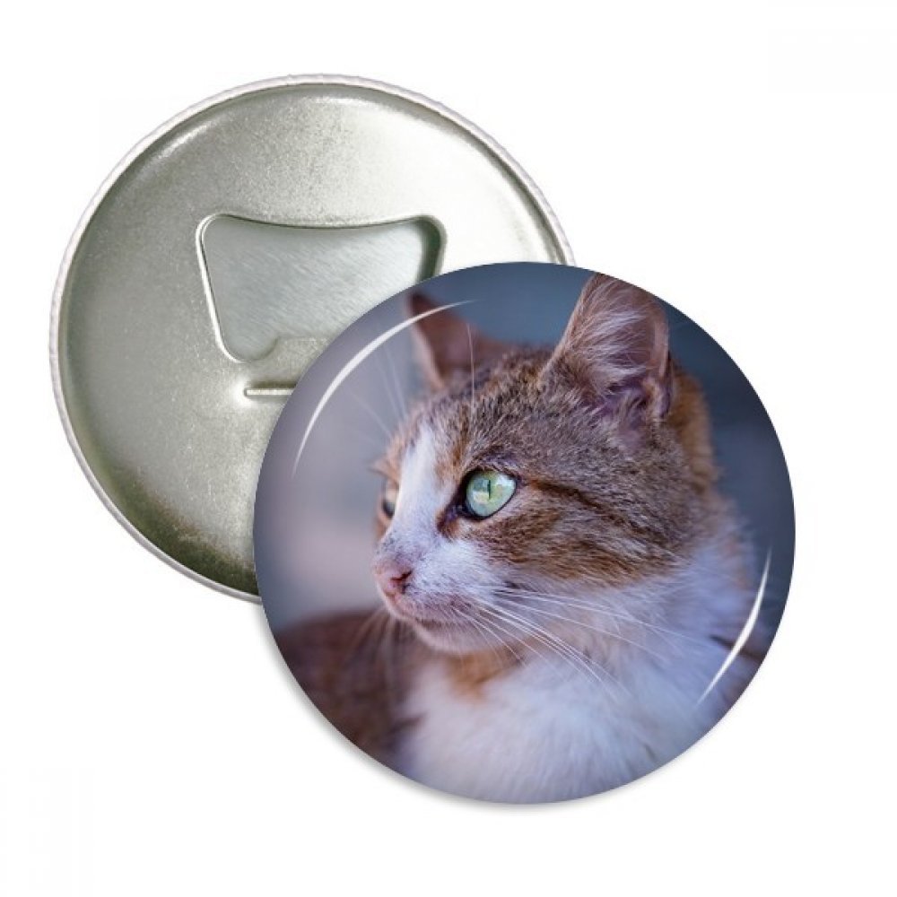 Chat Sauvage aimants frigo et décapsuleurs ronds 3pcs pour cuisine