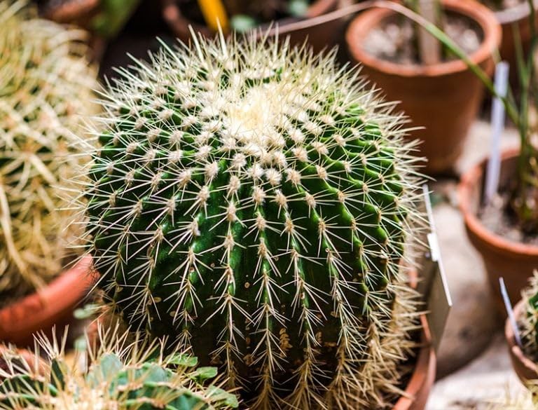 Live Ball Cactus Plant, Indoor Desert Succulent, Decorative Potted Plant-image-39
