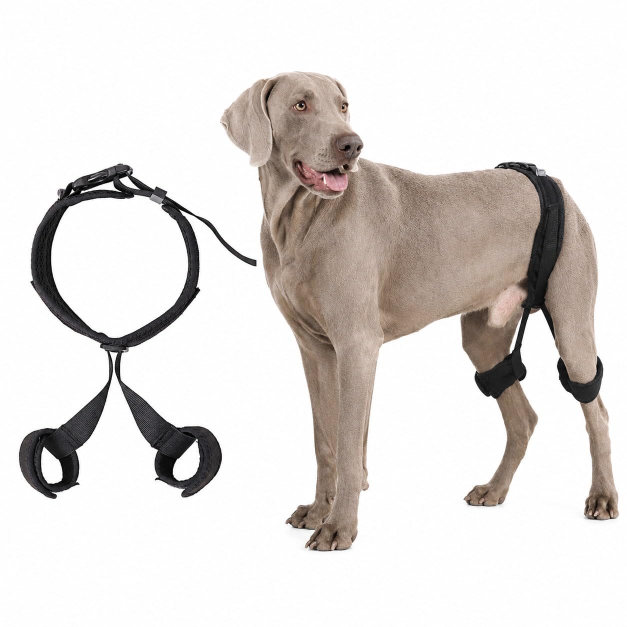 Amazon | Nikkashop 犬 股関節サポーター 後ろ足 サポーター 股関節
